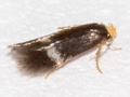 Stigmella sakhalinella